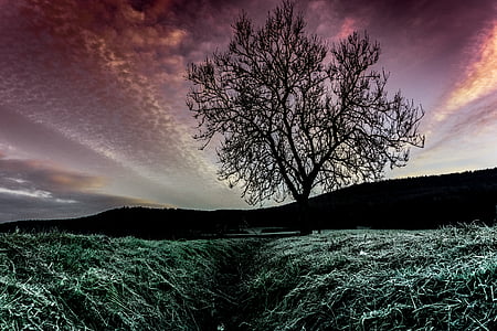 silhouette of bare tree and mountain wallpaper thumbnail