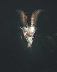 shallow focus photography of white and black goat thumbnail