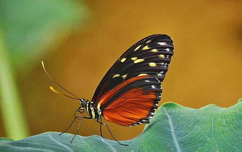 black and brown butterfly on green leaf thumbnail