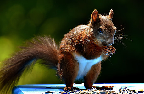 brown and white squirrel eating nut selective-focus photo thumbnail
