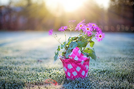 purple petal flowers on pot in thumbnail