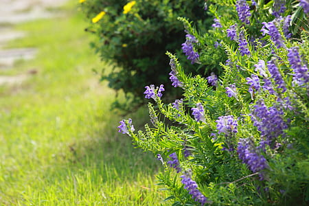 purple flowers thumbnail