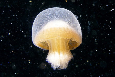 yellow jellyfish swimming underwater thumbnail