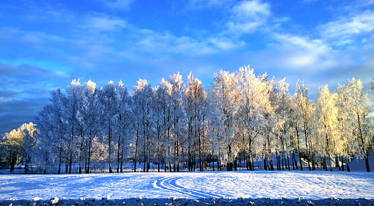 landscape photography of trees during winter thumbnail