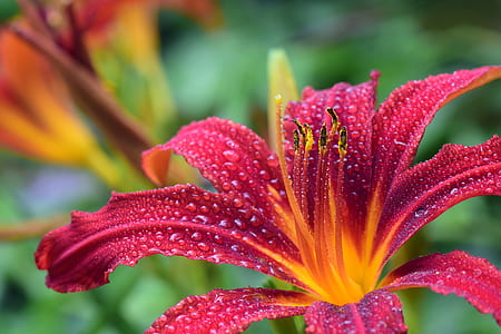 pink petaled flowers with water drops thumbnail