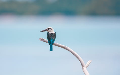 flight, nature, bird, water thumbnail