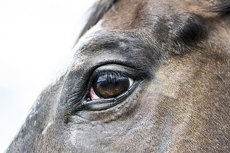 closeup photo of brown horse thumbnail