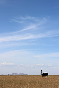 landscape photo of ostrich on field of grass thumbnail