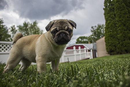 fawn pug thumbnail