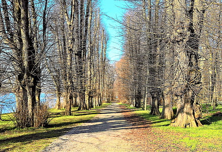 pathway and trees photo during daytime thumbnail