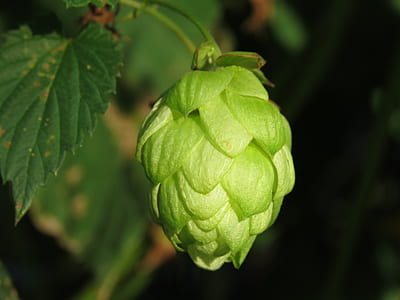 green fruit on trunk thumbnail