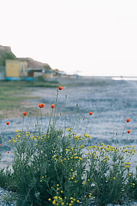 selective focus photography of yellow and orange flowers thumbnail