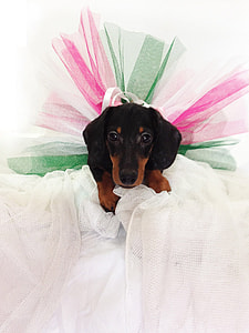 adult dachshund with tutu skirt thumbnail