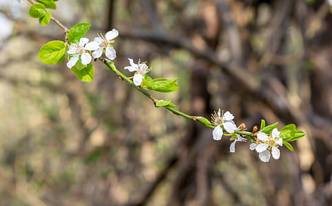 selective focus photography of white petaled flowers thumbnail
