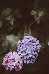 purple and pink petaled flower thumbnail