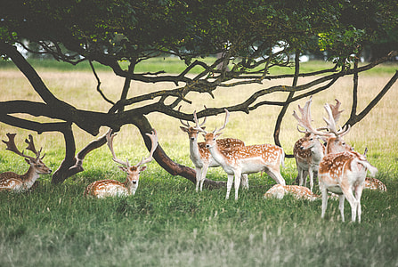 group of brown deer thumbnail