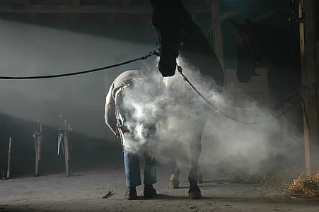 man holding leg of horse during daytime thumbnail