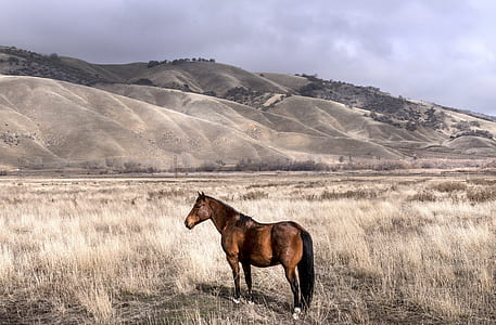 brown horse standing on gray grass under white clouds at daytime thumbnail