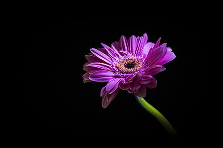 Purple daisy thumbnail