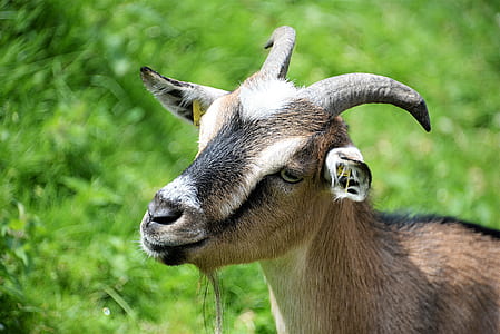 selective focus photography brown goat thumbnail