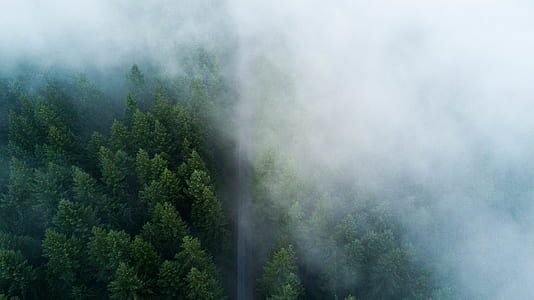 aerial photography of tree thumbnail