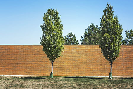 two green trees beside concrete wall during daytime thumbnail