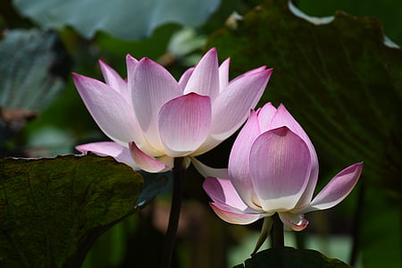 Photography of Lotus Flowers in Bloom thumbnail