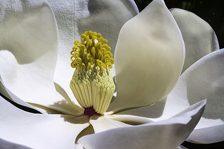 closeup photography of white magnolia flower thumbnail
