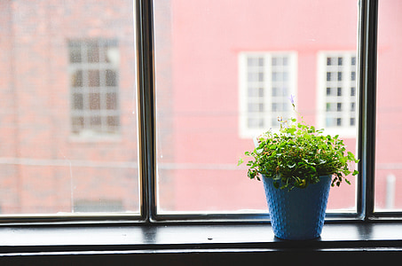green potted plant thumbnail