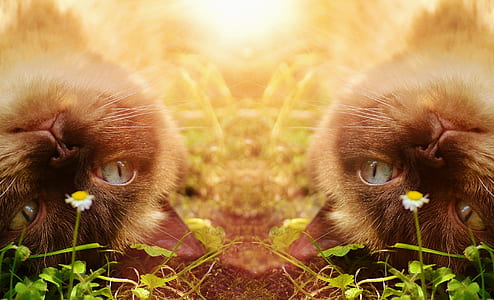 two siamese cats thumbnail
