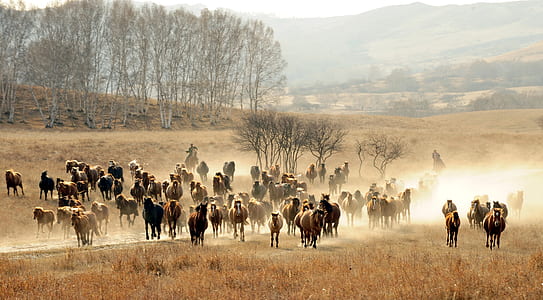 herd of horse on brown grass field near trees thumbnail