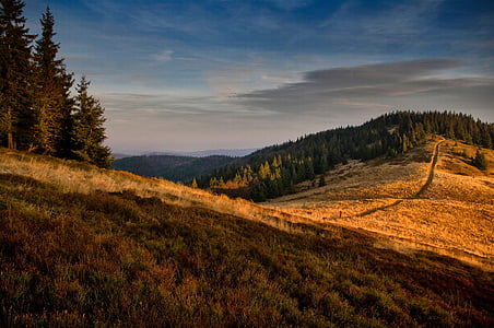 pine trees in forest thumbnail