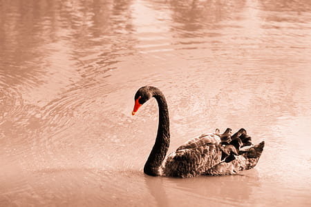 black swan on body of water at daytimre thumbnail