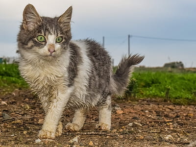 short-fur grey and white cat on brown soil thumbnail