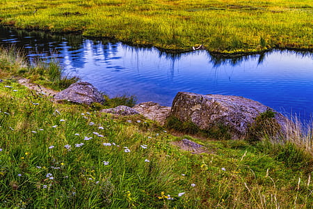 closeup photo of flower beside water thumbnail