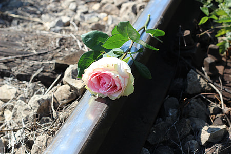 White Pink Rose, Railway thumbnail