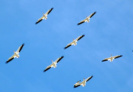 White and Black Bird Gliding during Blue Sky thumbnail