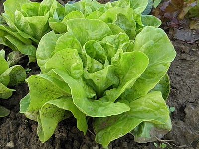 green bot-choy thumbnail