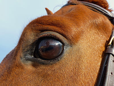 brown horse thumbnail