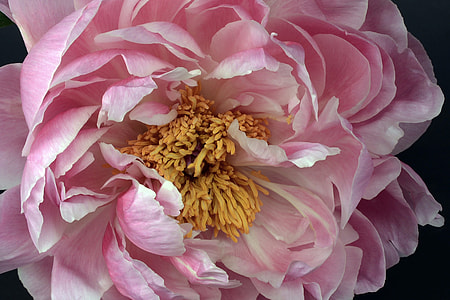 pink Peony flower thumbnail