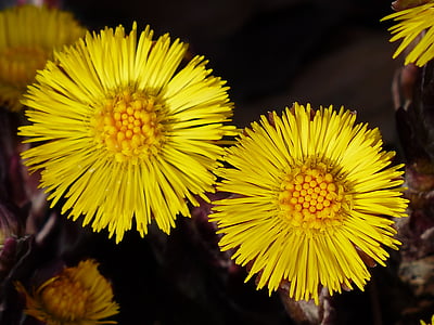 two yellow petaled flowers thumbnail