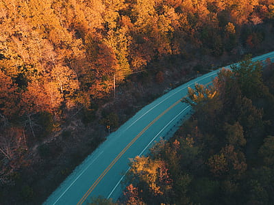 aerial photography of trees near asphalt road thumbnail