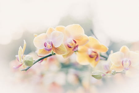 orange moth orchids in closeup photo thumbnail