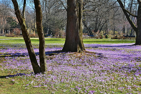 tree surrounded with purple flowers on ground thumbnail