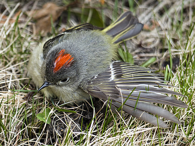 Chipping Sparrow, Sparrow thumbnail