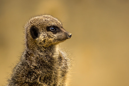 Meerkat standing up thumbnail