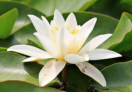 white petaled flower thumbnail