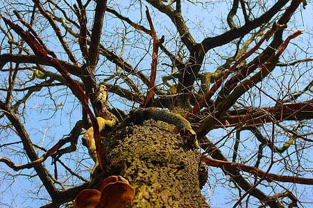 Tree, Nature thumbnail