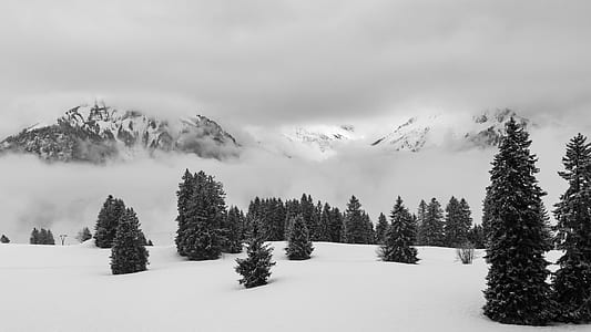 snow mountain and green pine trees thumbnail