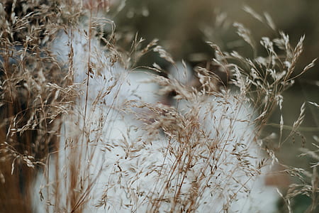selective focus photography of brown grass thumbnail